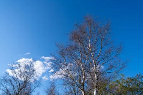 A tree without  leaves in spring with a blue sky in the background Stock Photos