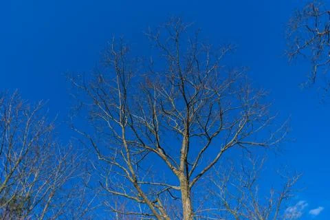 A tree without  leaves in spring with a blue sky in the background Stockfoto's