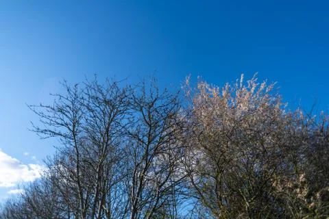 A tree without  leaves in spring with a blue sky in the background Stock Photos