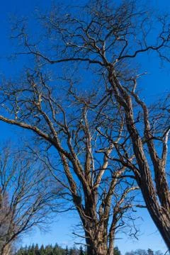 A tree without  leaves in spring with a blue sky in the background Stock Photos