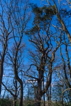 A tree without  leaves in spring with a blue sky in the background Stock Photos