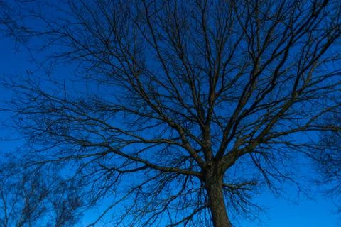 A tree without  leaves in spring with a blue sky in the background Stock Photos