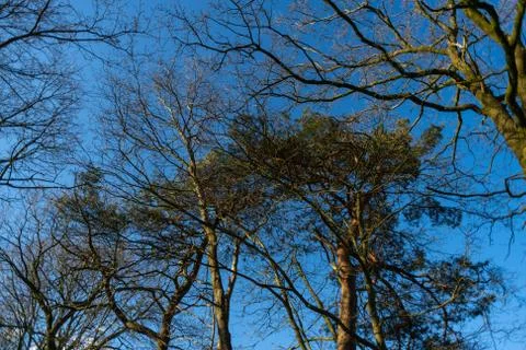 A tree without  leaves in spring with a blue sky in the background Stockfoto's