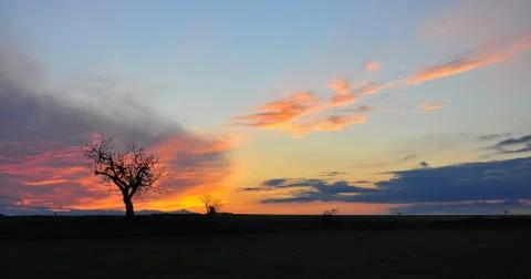 Tree without leaves in the sun at sunset Stock Photos