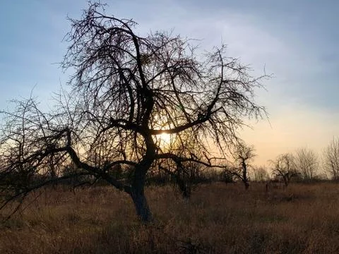 Tree without leaves on a sunset background. The sun penetrates through the ra Stock Photos