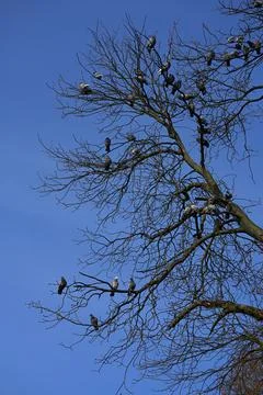 A tree without leaves on which a large number of pigeons sit Stock Photos