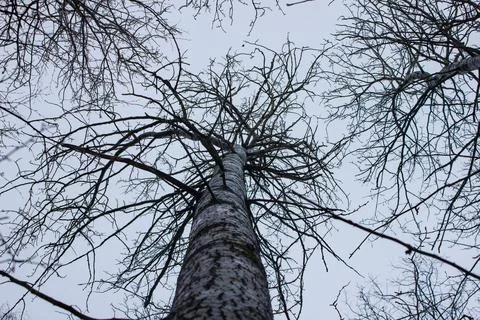 Tree without leaves, which was photographed from the bottom Stock Photos