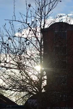 Tree without leaves on a winter evening  库存照片
