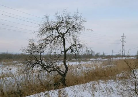 A tree without leaves in a winter field against the background of power lines Stock-Fotos