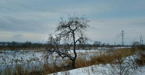 A tree without leaves in a winter field against the background of power lines Foto stock