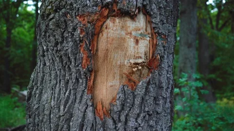 A tree without a piece of bark. close up Stock Footage 136814833