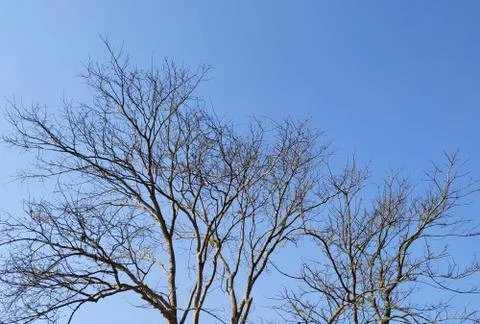 Tree without a single leaf Stock Photos