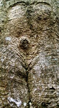 Tree woman Stock Photos