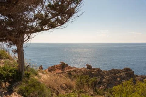 A tree with a wonderful view Stock Photos