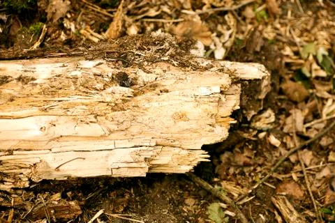 Tree wood abstract macro background fine art in high quality prints products  Stock Photos