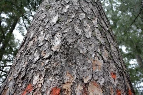 Tree wood background wallpaper Stock Photos