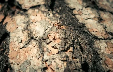Tree wood macro texture Stock Photos