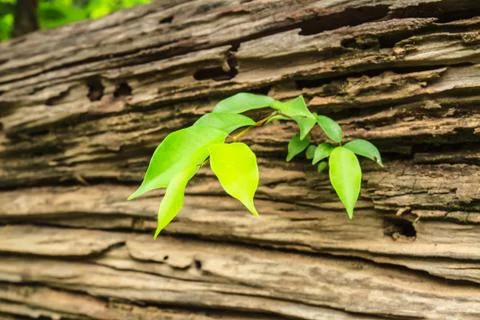 Tree with wood Stock Photos