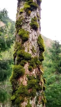 Tree in wood 写真素材