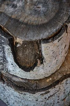 Tree wood surface close-up. Timber sawed woods details Stock Photos