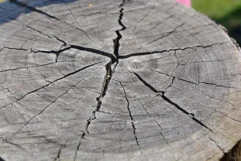Tree wood texture background Stock Photos