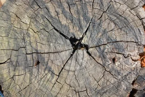 Tree wood texture background Stock Photos