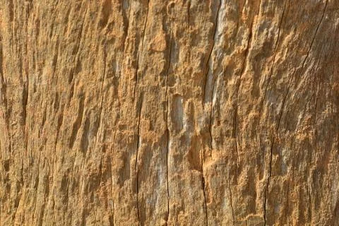 Tree wood texture background Stock Photos