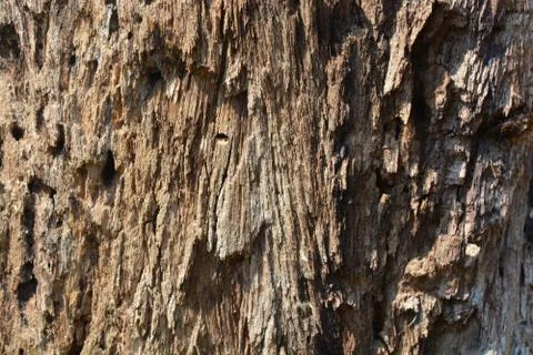 Tree wood texture background Foto stock