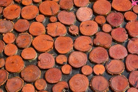 Tree wood texture background Foto stock