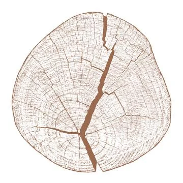 Tree wood texture. Stock Illustration