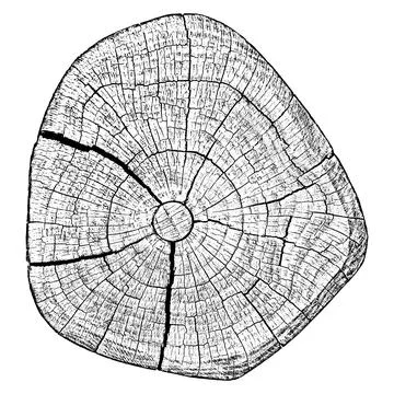 Tree wood texture. Stock Illustration