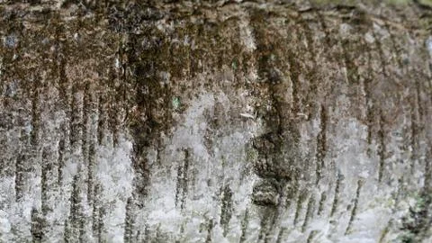 TREE WOOD TEXTURE Stock Photos