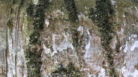 TREE WOOD TEXTURE 스톡 사진