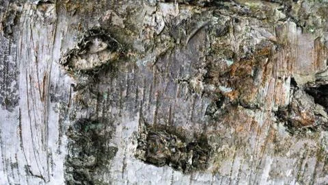 TREE WOOD TEXTURE Foto stock