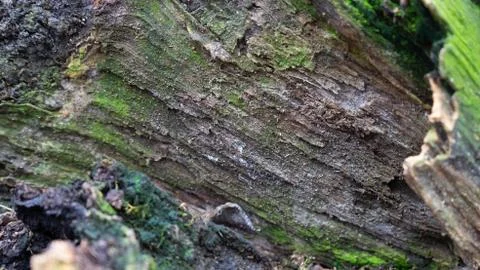 TREE WOOD TEXTURE Stock Photos