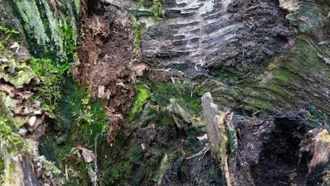 TREE WOOD TEXTURE 스톡 사진