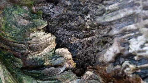 TREE WOOD TEXTURE Stock Photos