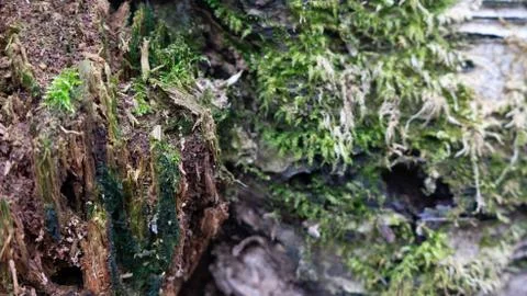 TREE WOOD TEXTURE Stock Photos