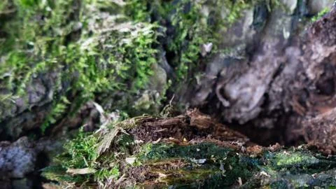 TREE WOOD TEXTURE 스톡 사진