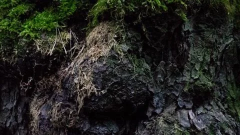 TREE WOOD TEXTURE 스톡 사진