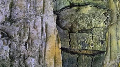 TREE WOOD TEXTURE 스톡 사진