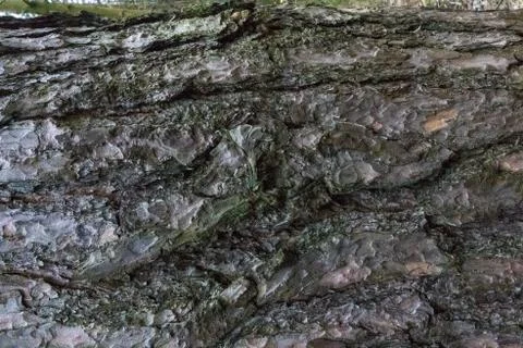 TREE WOOD TEXTURE Foto stock