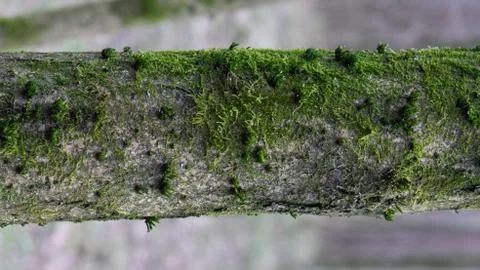 TREE WOOD TEXTURE Stock Photos