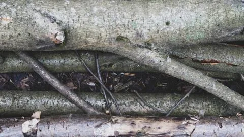 TREE WOOD TEXTURE Stock Photos