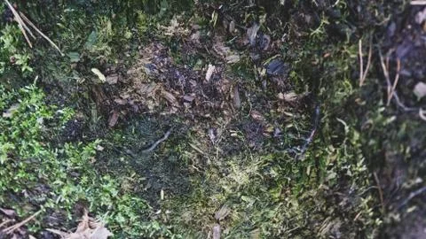 TREE WOOD TEXTURE Stock Photos