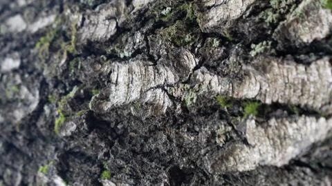 TREE WOOD TEXTURE 스톡 사진