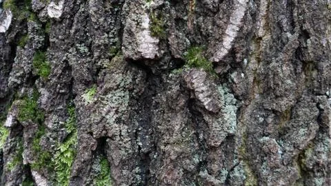 TREE WOOD TEXTURE Stock Photos