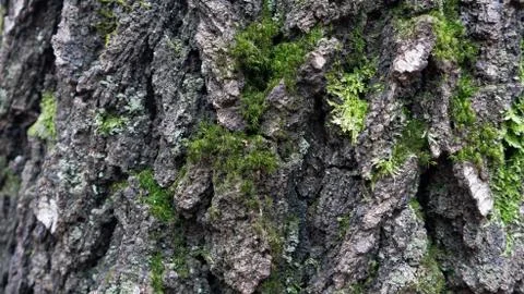 TREE WOOD TEXTURE Foto stock