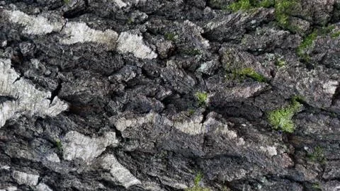 TREE WOOD TEXTURE Foto stock