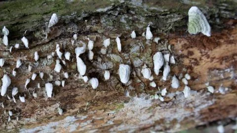 TREE WOOD TEXTURE 스톡 사진